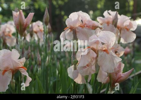 Iris imperatore tedesco (lat. Iris germanica Imperator) Foto Stock