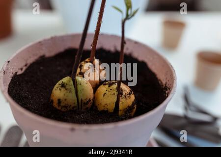 Casa avocado pianta cresce in un pot.Growing frutta in casa Foto Stock