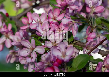 Macro vista astratta di bellissimi fiori e germogli di alberi di mela rosa e bianco in primavera, con sfondo blu cielo Foto Stock