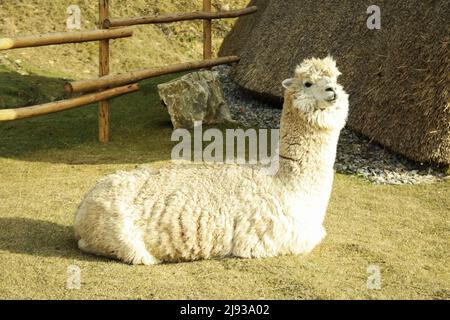 Alpaca. Alpaca bianca sdraiata sull'erba nel parco in una giornata autunnale soleggiata. Alpaca nel parco Foto Stock