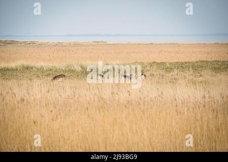 cervo vivente libero in bianco nero sul darss. Mammiferi che pascolano in Germania. Foto animali dalla natura Foto Stock