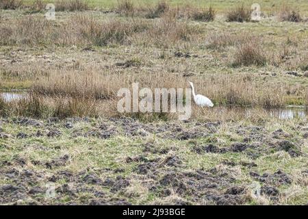 airone bianco dal torrente in un prato sul darss. L'uccello sta cacciando. Foto animali dalla natura. Fauna selvatica Foto Stock