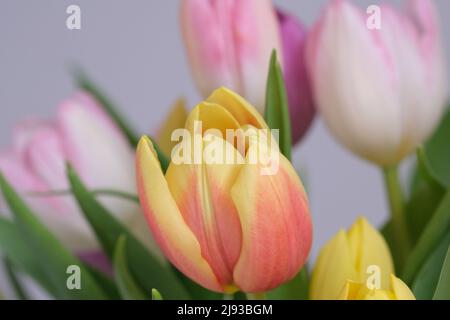 Mazzo multicolore di fiori di tulipano primo piano, fuoco selettivo. Sfondo natura sfocato. Bouquet di tulipani con fiori di diverso colore pastello. . Foto di alta qualità Foto Stock