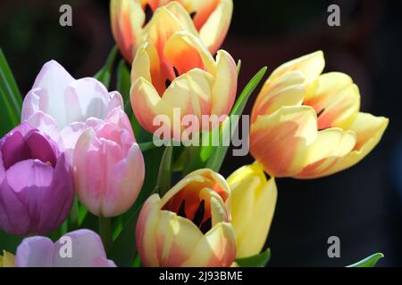 Mazzo multicolore di fiori di tulipano primo piano, fuoco selettivo. Sfondo natura sfocato. Bouquet di tulipani con fiori di diverso colore pastello. . Foto di alta qualità Foto Stock