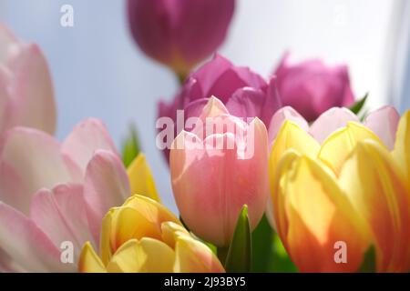 Mazzo multicolore di fiori di tulipano primo piano, fuoco selettivo. Sfondo natura sfocato. Bouquet di tulipani con fiori di diverso colore pastello. . Foto di alta qualità Foto Stock