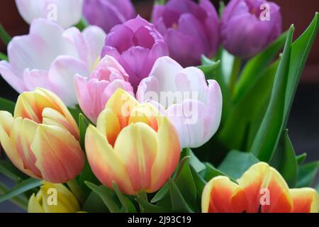 Mazzo multicolore di fiori di tulipano primo piano, fuoco selettivo. Sfondo natura sfocato. Bouquet di tulipani con fiori di diverso colore pastello. . Foto di alta qualità Foto Stock