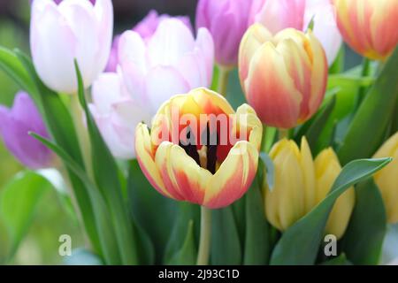 Mazzo multicolore di fiori di tulipano primo piano, fuoco selettivo. Sfondo natura sfocato. Bouquet di tulipani con fiori di diverso colore pastello. . Foto di alta qualità Foto Stock
