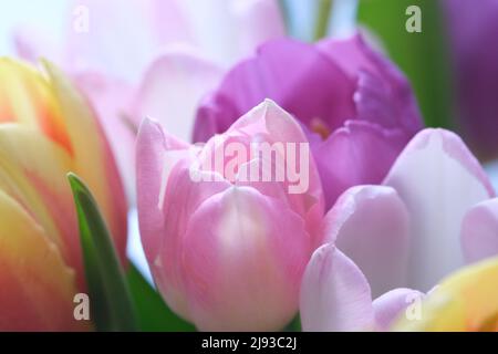 Mazzo multicolore di fiori di tulipano primo piano, fuoco selettivo. Sfondo natura sfocato. Bouquet di tulipani con fiori di diverso colore pastello. . Foto di alta qualità Foto Stock