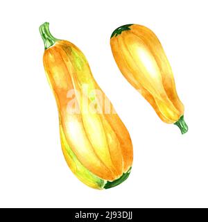 Due immagini gialle di acquerello con zucchine su sfondo bianco. Set di verdure fresche, zucchine crude, zucca del midollo, zucchine dipinte a mano per desi Foto Stock