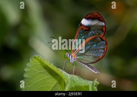 La farfalla Glasswing sedette su una foglia verde. Foto Stock