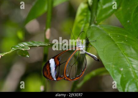 La farfalla Glasswing sedette su una foglia verde. Foto Stock