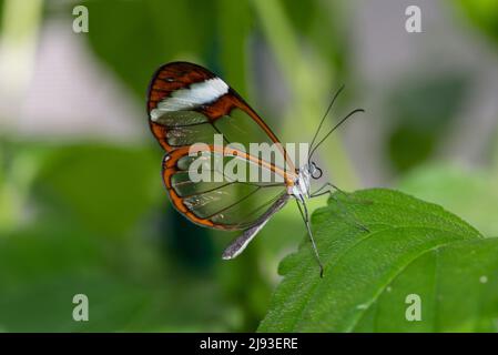 La farfalla Glasswing sedette su una foglia verde. Foto Stock