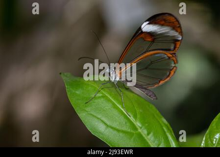 La farfalla Glasswing sedette su una foglia verde. Foto Stock