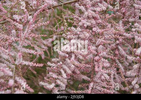 Tamarisco (Tamarisk parviflora) fiorito durante l'estate, East Yorkshire, UK, GB., Inghilterra, REGNO UNITO, GB. Foto Stock