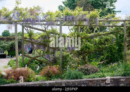 Wisteria floribunda fioritura su un pergolato surrning l'estate in un giardino murato, Regno Unito, GB. Foto Stock