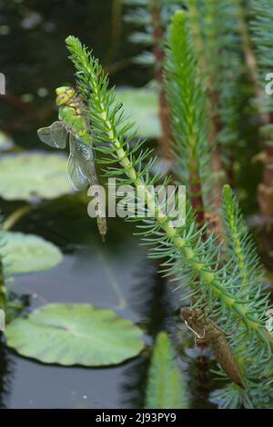 Emperor Dragonfly, Anax imperator, emergente dal caso larval, maggio, Regno Unito Foto Stock