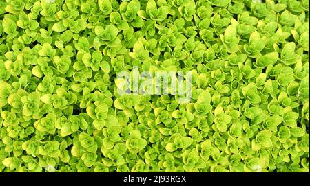 La varietà di Origanum vulgare Thumble. Foto Stock