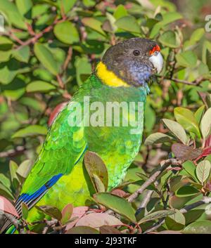 Un ritratto di un pappagallo australiano del Ringneck della corsa occidentale, conosciuto anche come il pappagallo ventotto, fotografato nell'Australia sud-occidentale. Foto Stock