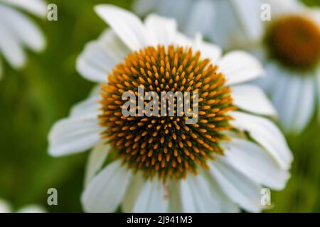 Fiore bianco Coneflower (Echinacea purpurea) in estate, macro e vista dall'alto Foto Stock