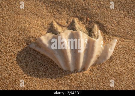 Primo piano della conchiglia fossilizzata di tridacna su una spiaggia di sabbia corallina nella zona surf. Mar Rosso, Egitto Foto Stock
