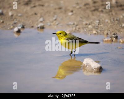 Wagtail giallo, flava Motacilla, uccello unico in acqua, Wiltshire, maggio 2022 Foto Stock