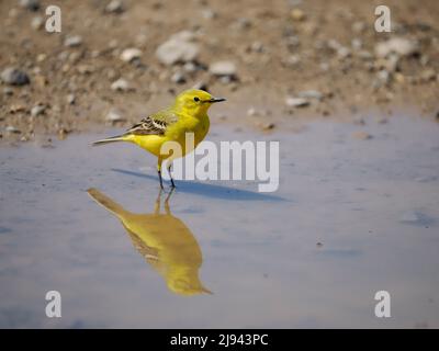 Wagtail giallo, flava Motacilla, uccello unico in acqua, Wiltshire, maggio 2022 Foto Stock
