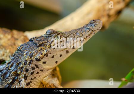 Coccodrillo cubano nel suo habitat Foto Stock