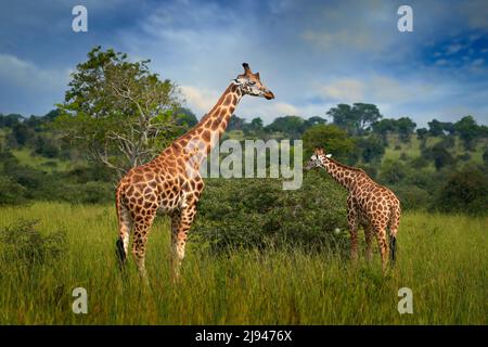 Due giraffe nella vegetazione verde con cielo blu, natura selvaggia, Okavango, Botswana in Africa. Madre e giovane nella natura. Fauna selvatica Botswana Foto Stock