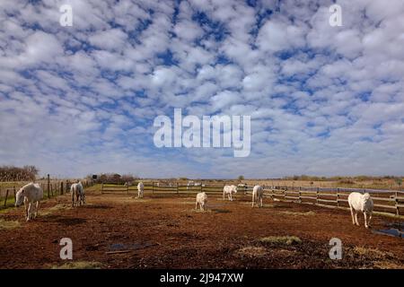 Giorno di sole. Bel cavallo bianco che si nutre sul fieno con tre cavalli sullo sfondo, cielo blu scuro con nuvole, Camargue, Francia. Foto Stock