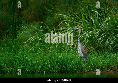 L'airone Goliath, l'ardea goliath, l'airone gigante molto grande uccello di guado nell'habitat naturale. Uganda in Africa. Uccello sulla riva verde del fiume, foresta tropicale Foto Stock