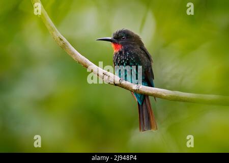 Mangiatore di api della foresta. Ape-mangiatore nero, Merops gularis, uccello. Foresta pluviale tropicale africana. Ape-mangiatore nero seduto sul ramo di albero nel Kibale National Pa Foto Stock