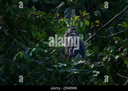 Due scimmie blu diademate, Cercopithecus mitis, seduta su albero nella natura foresta habitat, Bwindi impenetrabile Parco Nazionale, Uganda in Africa. Carino Foto Stock