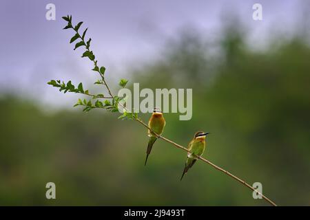 Olivo Madagascar apicoltura, Merops superciliosus, particolare di uccello africano esotico verde e giallo con occhio rosso nell'habitat naturale, Botswana, Africa. Foto Stock