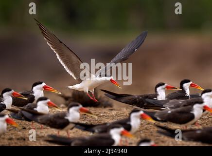 Spiaggia di sabbia skimmer. Gregge di Skimmer africano, Rynchops flavirostris, seduto a terra vicino al fiume acqua. Terna africana. Bel nero e wh Foto Stock