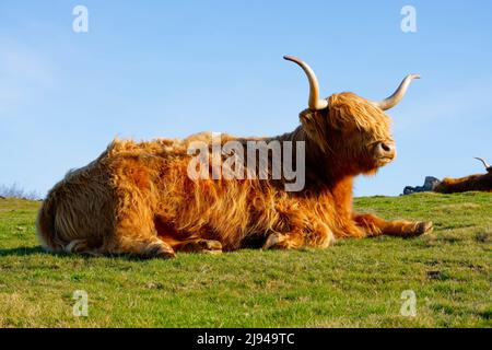 Mucca delle Highland adagiata su una collina rilassante nel luminoso sole primaverile. Foto Stock