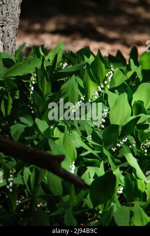 Giglio della valle-Convallaria majalis, fiorente nella foresta di primavera, un campo di fiori di maggio sul pavimento della foresta con un albero sullo sfondo. Amers Foto Stock