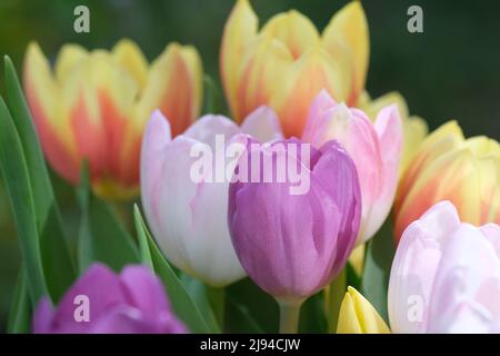 Mazzo multicolore di fiori di tulipano primo piano, fuoco selettivo. Sfondo natura sfocato. Bouquet di tulipani con fiori di diverso colore pastello. . Foto di alta qualità Foto Stock