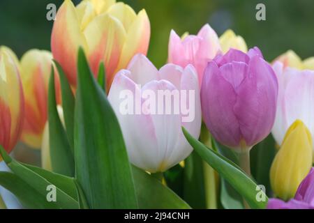 Mazzo multicolore di fiori di tulipano primo piano, fuoco selettivo. Sfondo natura sfocato. Bouquet di tulipani con fiori di diverso colore pastello. . Foto di alta qualità Foto Stock