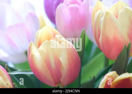 Mazzo multicolore di fiori di tulipano primo piano, fuoco selettivo. Sfondo natura sfocato. Bouquet di tulipani con fiori di diverso colore pastello. . Foto di alta qualità Foto Stock