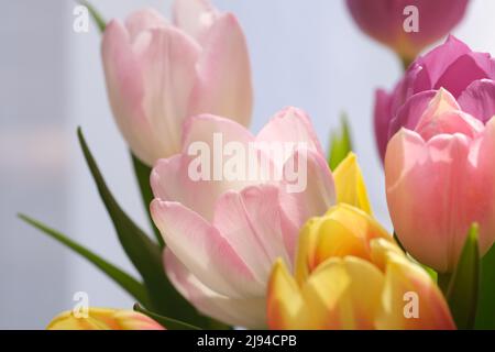 Mazzo multicolore di fiori di tulipano primo piano, fuoco selettivo. Sfondo natura sfocato. Bouquet di tulipani con fiori di diverso colore pastello. . Foto di alta qualità Foto Stock