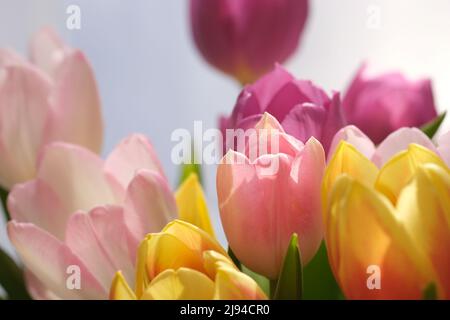 Mazzo multicolore di fiori di tulipano primo piano, fuoco selettivo. Sfondo natura sfocato. Bouquet di tulipani con fiori di diverso colore pastello. . Foto di alta qualità Foto Stock