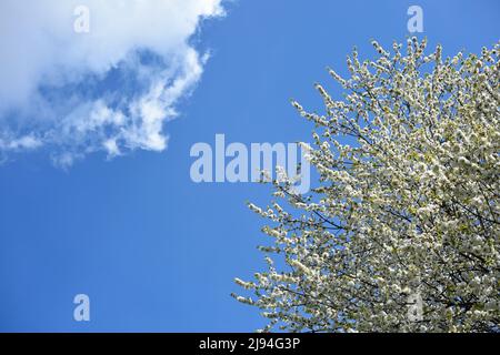 Baum mit weißen Blüten im Frühling mit blauem Himmel und Wolke - albero con fiori bianchi in primavera con cielo blu e nuvola Foto Stock