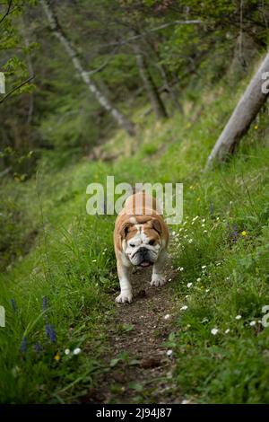 Bulldog britannico in una passeggiata attraverso il bosco Foto Stock