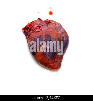 Un cuore isolato su sfondo bianco con sintomi di sofferenza cardiaca accanto a una goccia di sangue Foto Stock