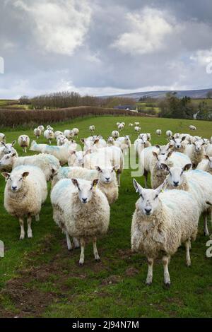 Un gregge di pecore sulla via Coleridge vicino a Wheeddon Cross nelle colline di Brendon, Exmoor National Park, Somerset, Inghilterra. Foto Stock