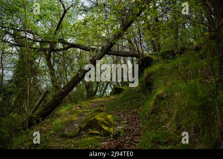 Alberi crollati in bosco a 'Smozzera Pesciatina', Toscana, Italia Foto Stock