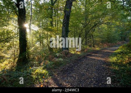 Una pista nelle Andaines, Parco Naturale Regionale Normandie-Maine, Normandia, Francia Foto Stock