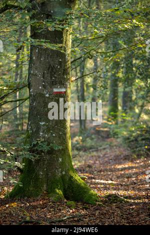 Il Grande Randonnée (sentiero a lunga distanza) segno su un albero sul GR 22, les Andaines, Parco Naturale Regionale Normandie-Maine, Normandia, Francia Foto Stock