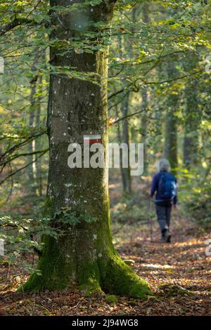 Il Grande Randonnée (sentiero a lunga distanza) segno su un albero sul GR 22, les Andaines, Parco Naturale Regionale Normandie-Maine, Normandia, Francia Foto Stock