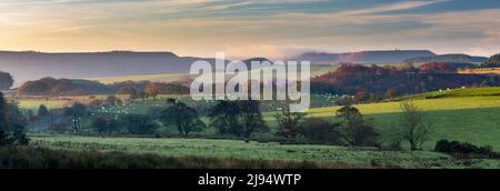 Pecora pascolo in Harwood Dale, North Yorkshire, Inghilterra, Regno Unito Foto Stock